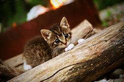 英雄联盟总决赛赛程-潘帕斯风暴席卷安第斯山巅，2026世界杯E组强强对话，阿根廷横扫智利，罗德里戈用流畅攻守写下唯一答案