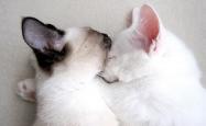 英雄联盟总决赛直播-枫叶燃尽桑巴之舞，2026世界杯E组生死战，加拿大以钢铁意志击碎巴西神话，布罗佐维奇用胜利宣告新王当立