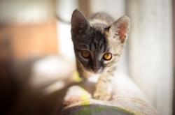 英雄联盟总决赛直播-熔炉中的英雄，布雷默一脚定江山，多特蒙德绝境突围红牛牢笼