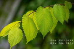 -疆土未动，绿军已溃，拉梅洛末节爆发助新疆队锁定历史性胜利