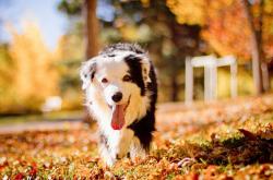 英雄联盟总决赛门票-孤星闪耀安联，伊萨克压制级发挥书写北欧童话，比利时三球压制芬兰神话破灭