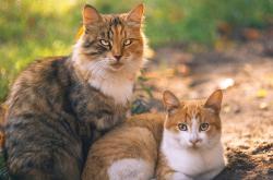 英雄联盟总决赛直播-东西方新图腾，锡安峡谷里的双重奇迹