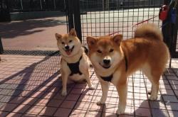 英雄联盟总决赛门票-骑士末路，逆命孤骑