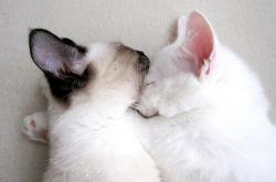 英雄联盟总决赛时间-22+15+9！卡拉斯科统治攻防，阿根廷爆冷掀翻美国梦之队