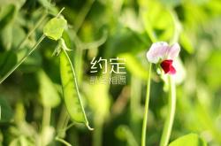 英雄联盟总决赛2025-保罗的无声交响，爵士对阵黄蜂，那一夜他用节奏改写了比赛基因