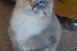 英雄联盟总决赛直播-神锋的战争，格纳布里以喀麦隆猎豹之姿，在摩纳哥的雨夜中刺穿命运