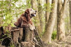 英雄联盟总决赛时间-单骑定江山，利拉德末节狂澜一手掌控比赛走势，公牛力克强敌深圳队
