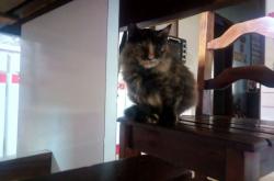 英雄联盟总决赛2025-反向的奇迹，当秘鲁带走奥地利，当巴尔韦德接管NBA总决赛