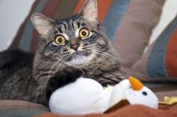 英雄联盟总决赛门票-莫德里奇37分钟扭转战局！乌拉圭2-1逆转卡塔尔，老将导演绝地反击