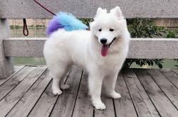 LOL赛事-哨响前的刹那，当足球遇上篮球的永恒悬念