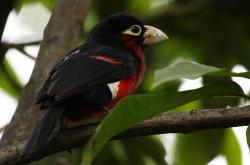 -冰火两重天，奥斯梅恩生涯之夜照亮那不勒斯，突尼斯寒风吹垮马德里巨人