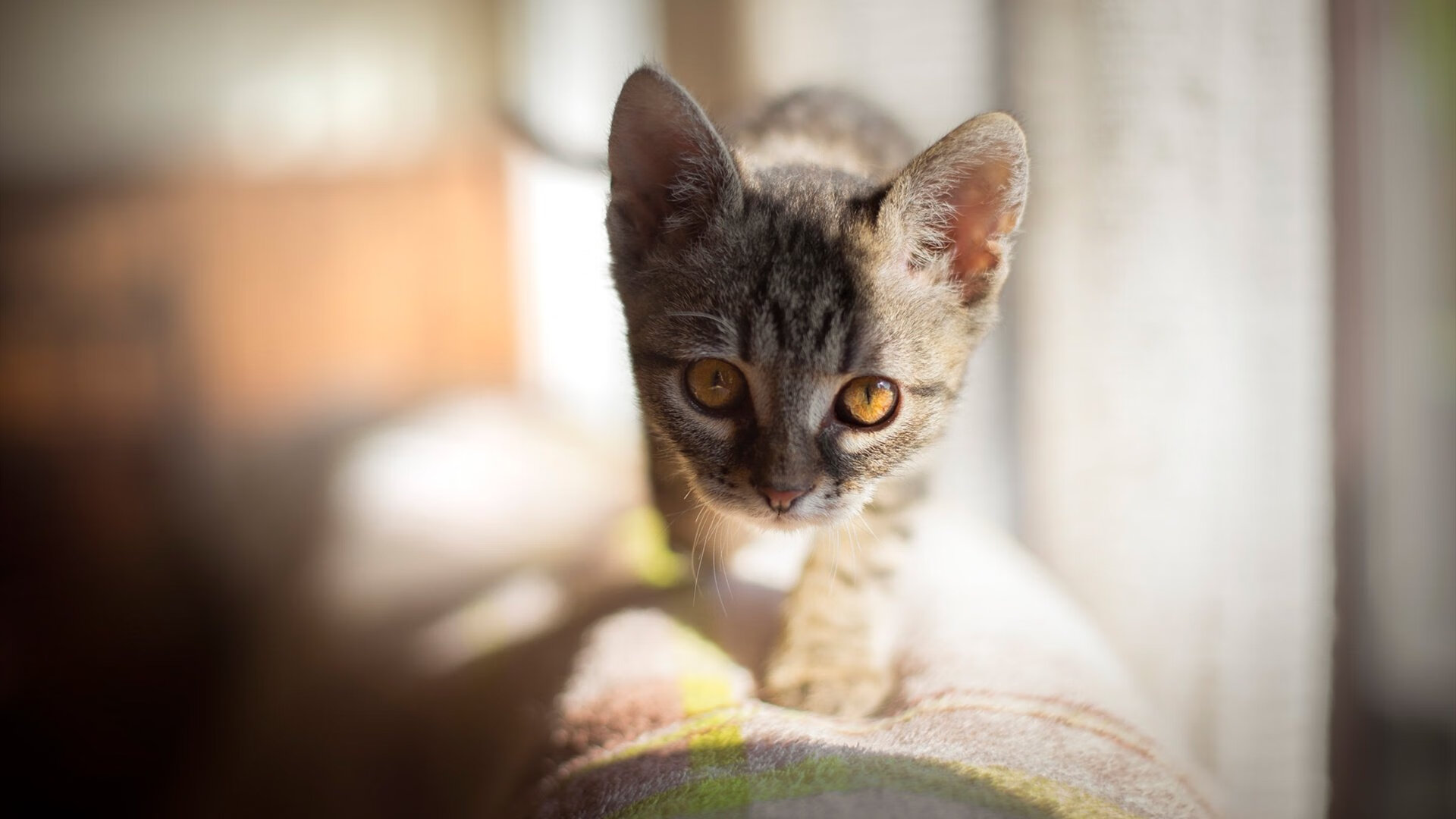 熔炉中的英雄，布雷默一脚定江山，多特蒙德绝境突围红牛牢笼
