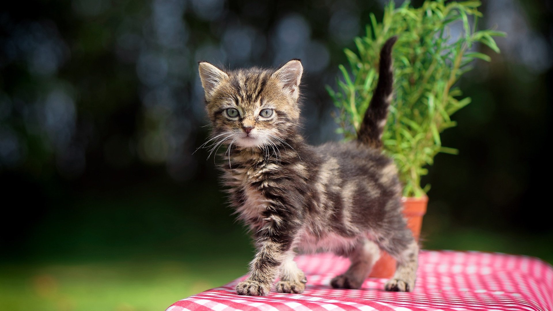 37岁战神归来！2026世界杯之夜，阿圭罗一剑封喉的148秒