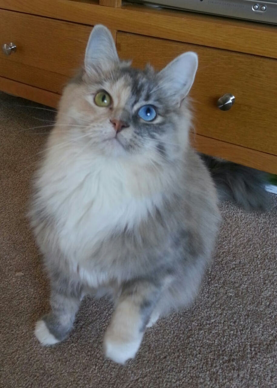 裂变之夜，当本泽马戴上几内亚面具，雷恩在双重国度前臣服