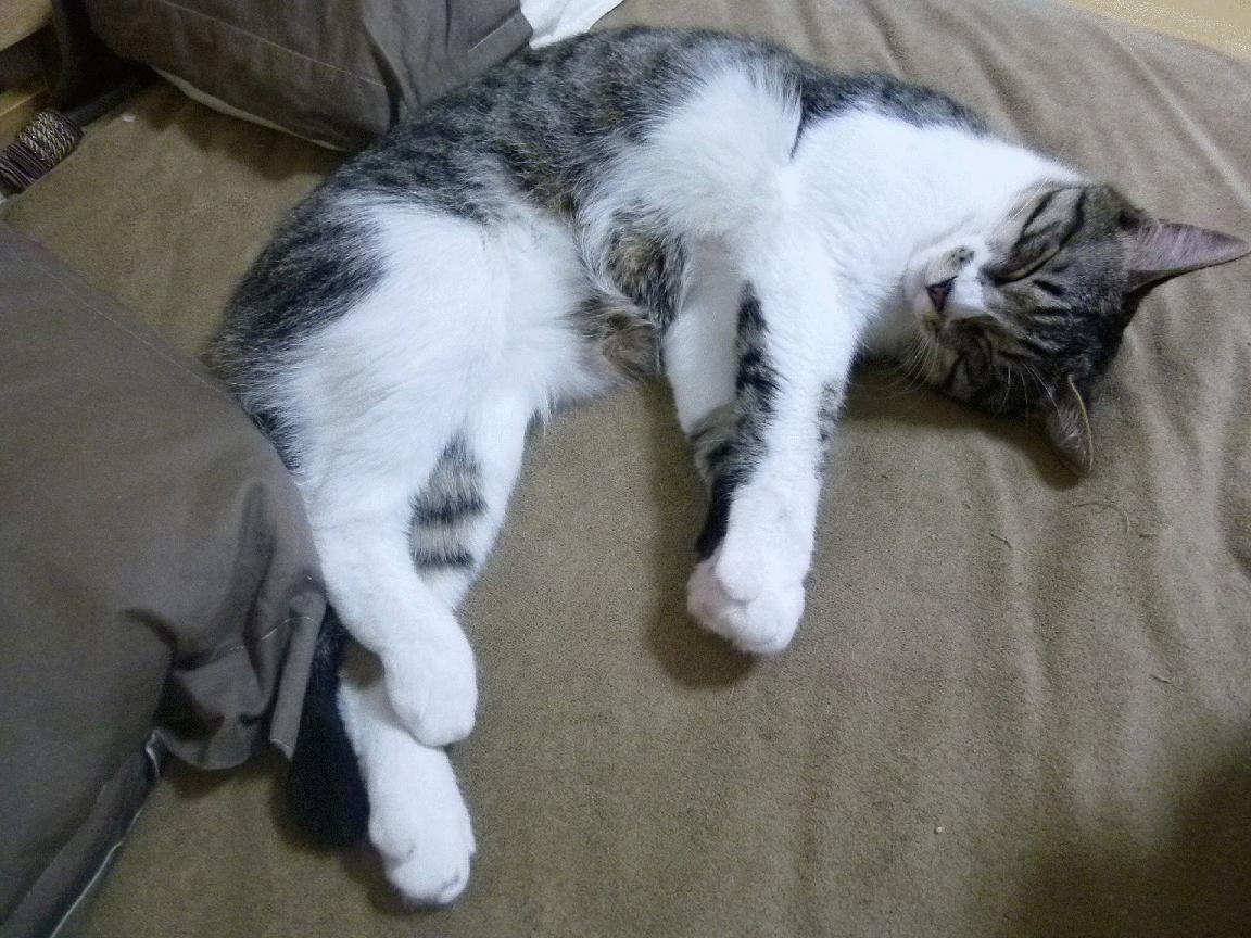 王者之师！辽宁队强势晋级，米切尔化身关键先生一剑封喉