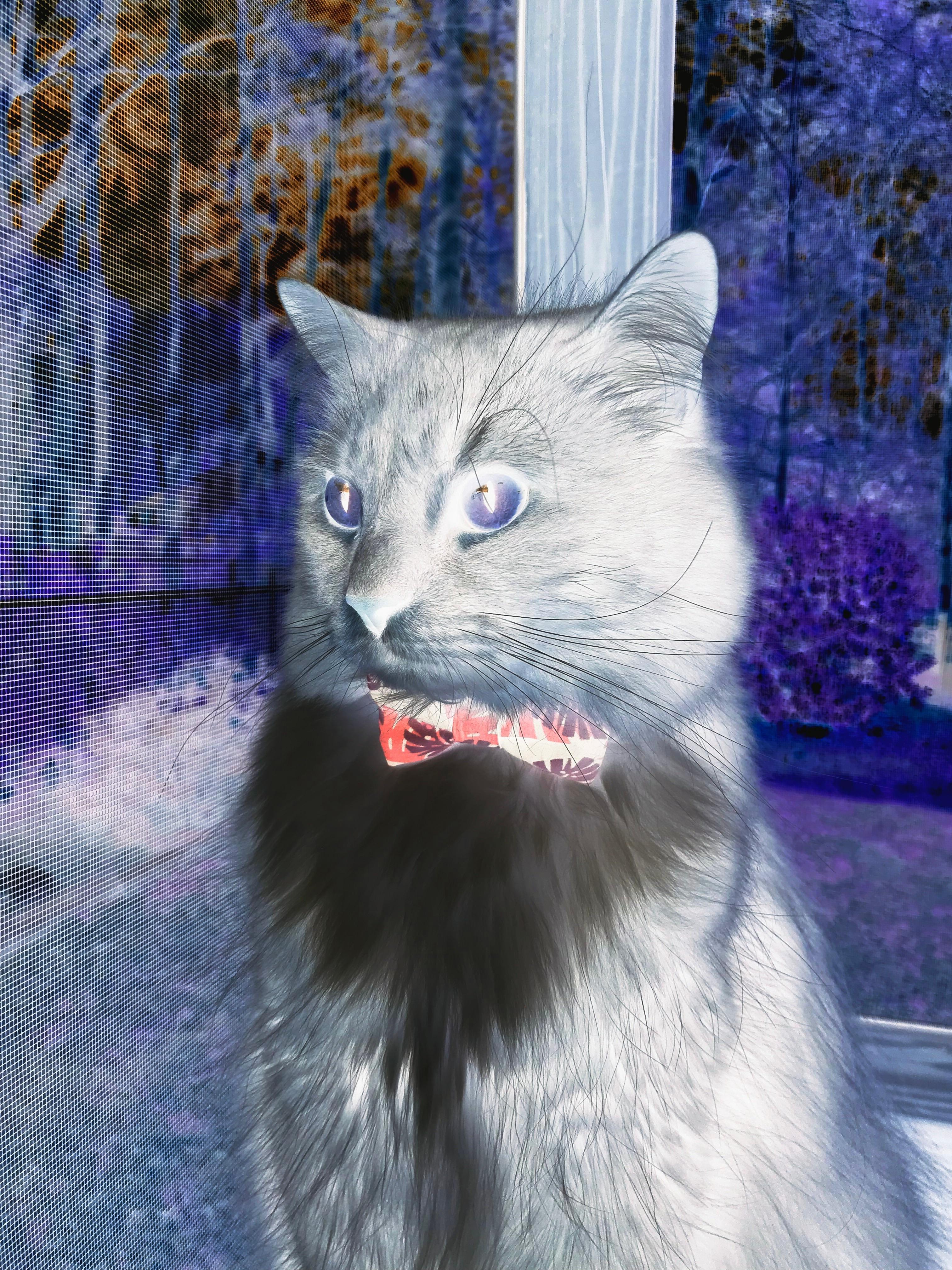 铁血之师vs自由之魂，当欧冠淘汰赛被智利的托尼们接管