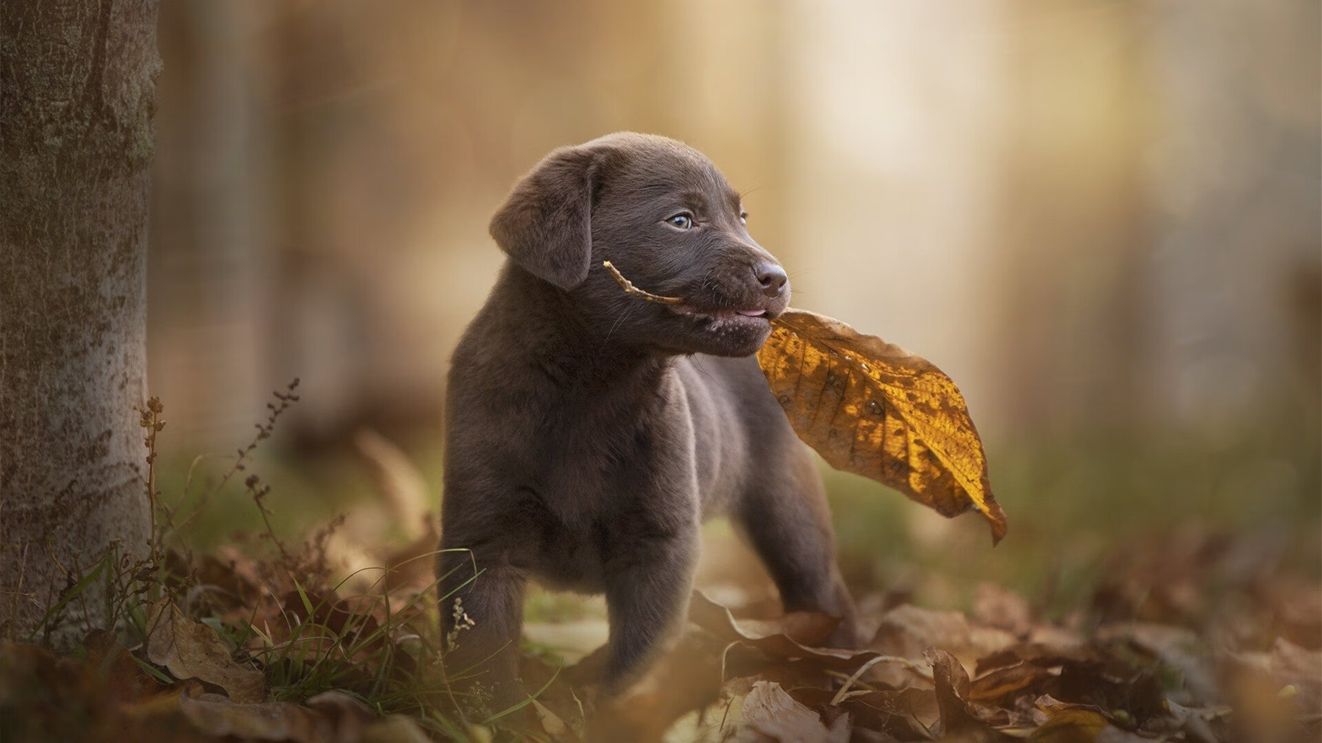 孤星闪耀与群狮怒吼，足球场上两种奇迹的诞生