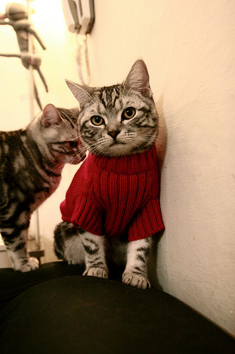 黑马奔腾，文班亚马冷静封锁76人，活塞青春风暴撼动联盟