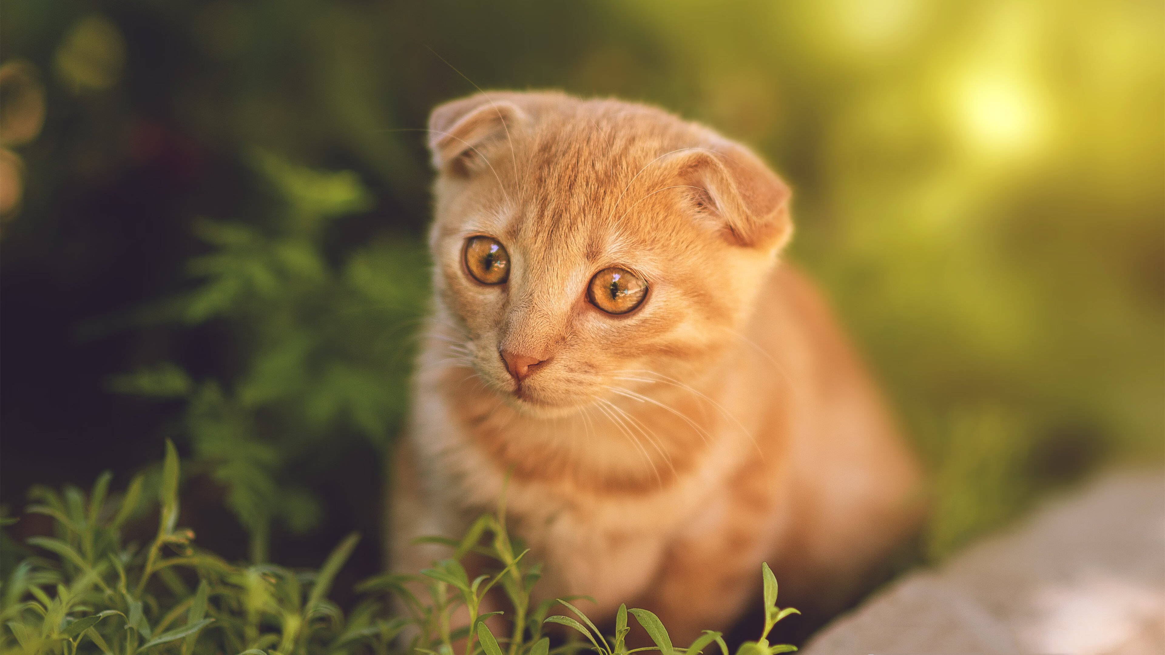 范戴克爆发助那不勒斯全面压制巴拉圭，友谊赛上演统治级表现