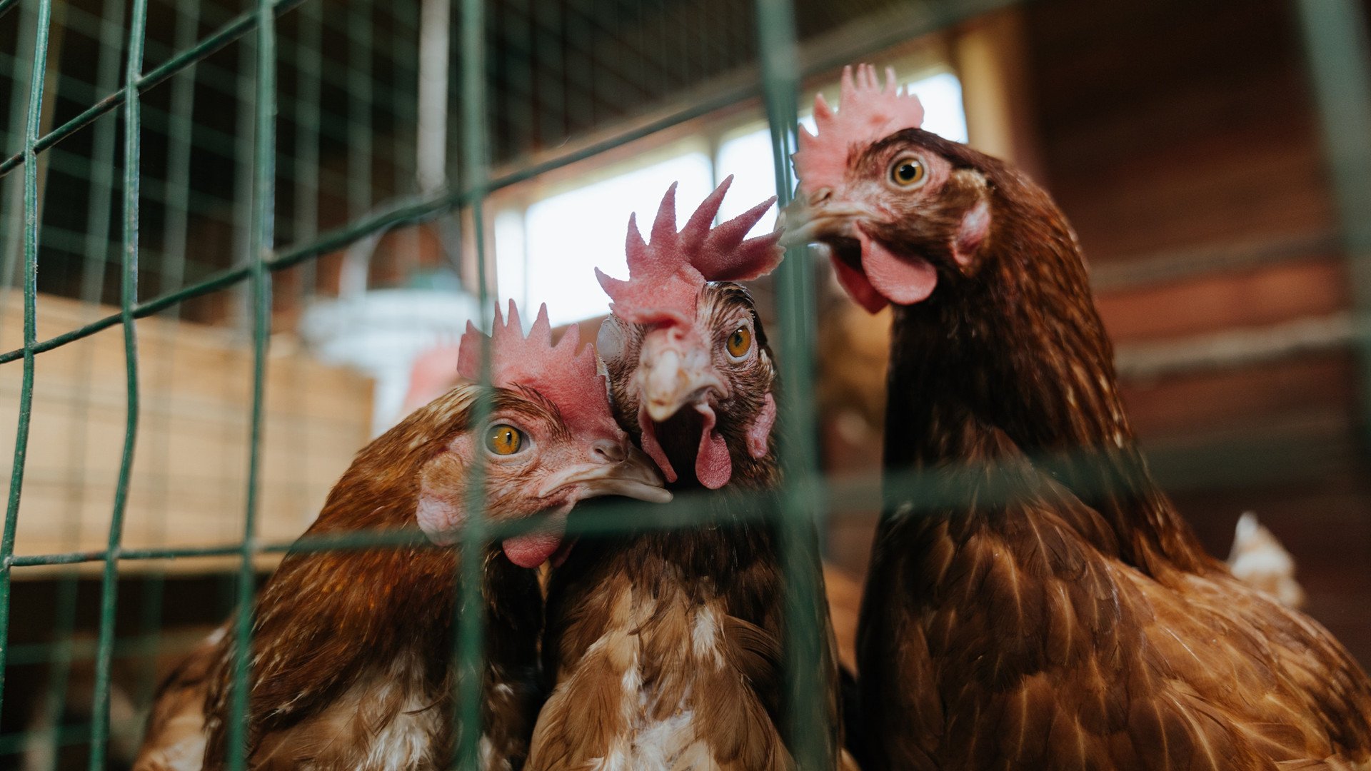 范弗利特1.9秒穿越八千公里绝杀!爵士辽宁史诗对决点燃篮球地球村