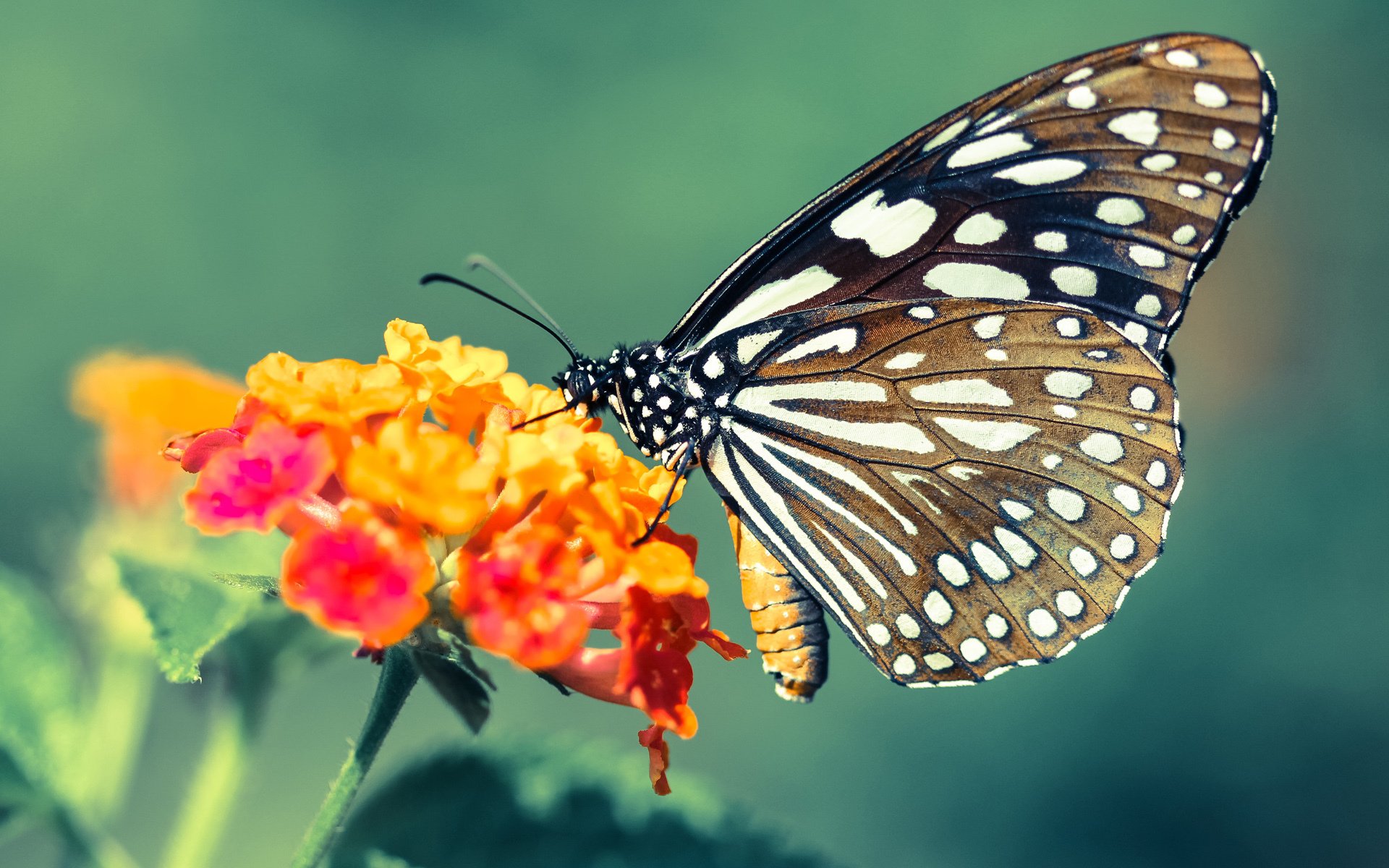 群狼利齿下的猛兽独舞，布伦森撕裂浙江防线之夜