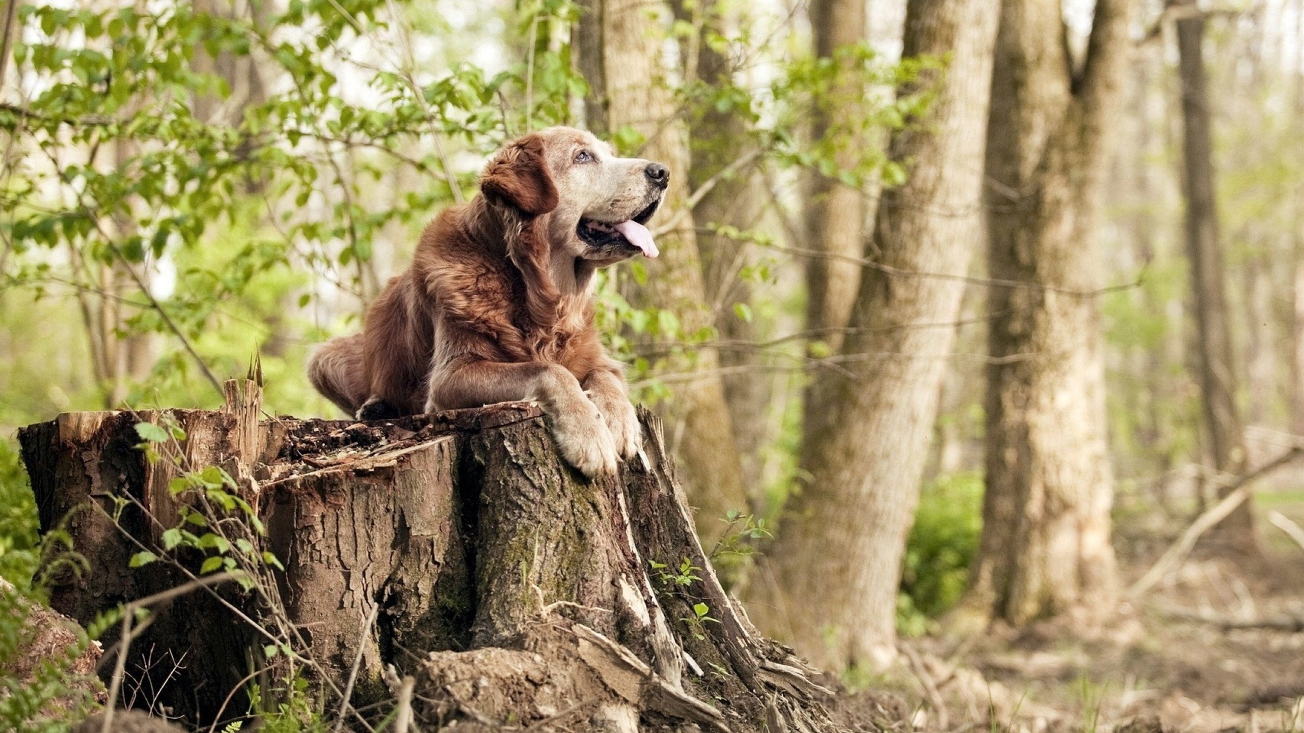 单骑定江山，利拉德末节狂澜一手掌控比赛走势，公牛力克强敌深圳队