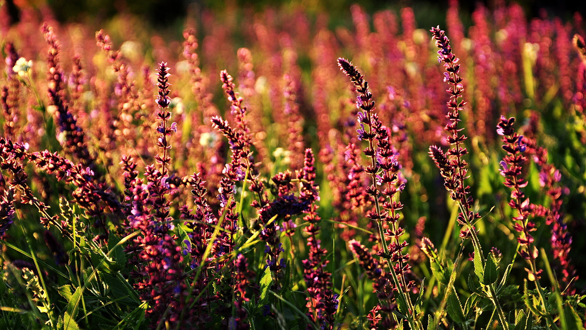 单骑定江山，利拉德末节狂澜一手掌控比赛走势，公牛力克强敌深圳队