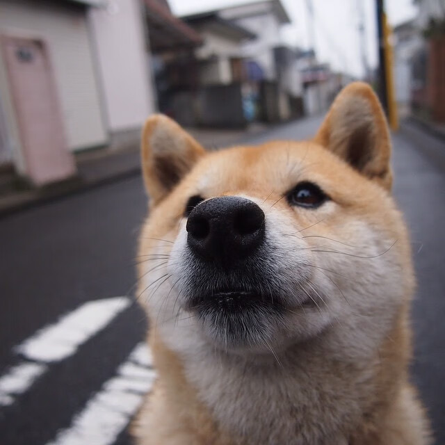 精密铁壁与灵光一闪，日本压制与蒂亚戈时刻的美加墨启示