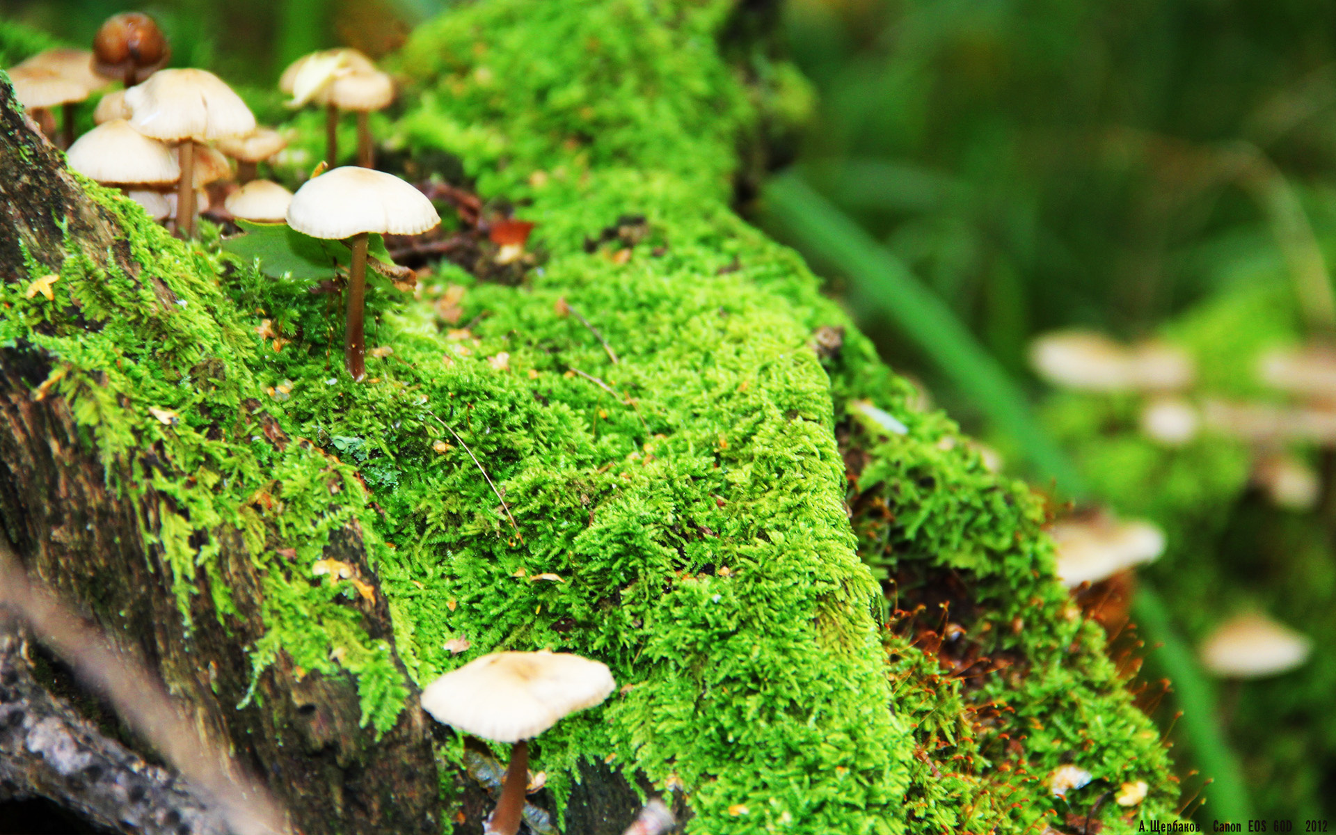 速度与巨人的对话，姆巴佩刷新纪录与威尔士收割哥伦比亚的足球启示