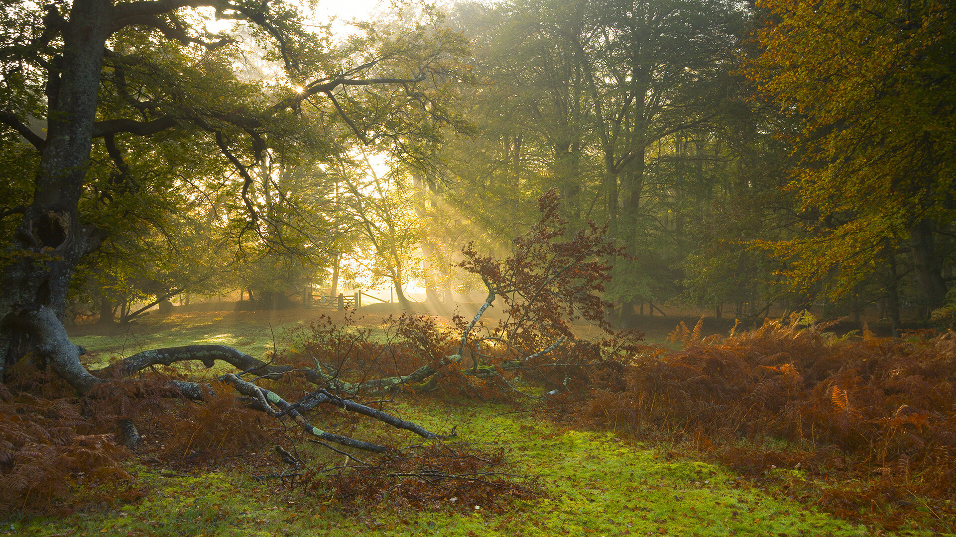 唯一性的纽带，本泽马爆发如何让皇马带走阿尔及利亚的心