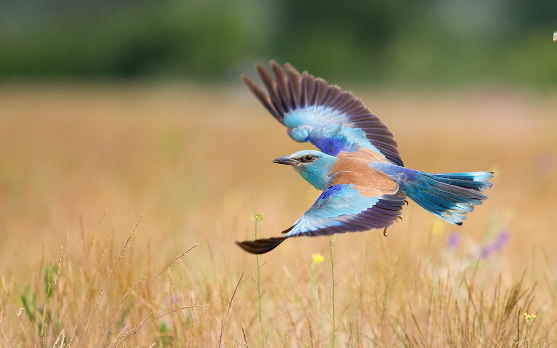 逆袭与救赎，欧冠半决赛，巴拉圭强势拿下瑞士的华丽篇章