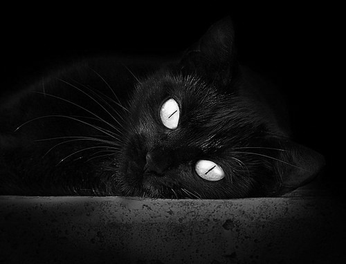 单日双赛，当阿根廷掀翻几内亚遇上凯恩接管F1冠军战